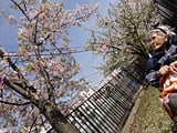 阪急崇禅寺の桜並木